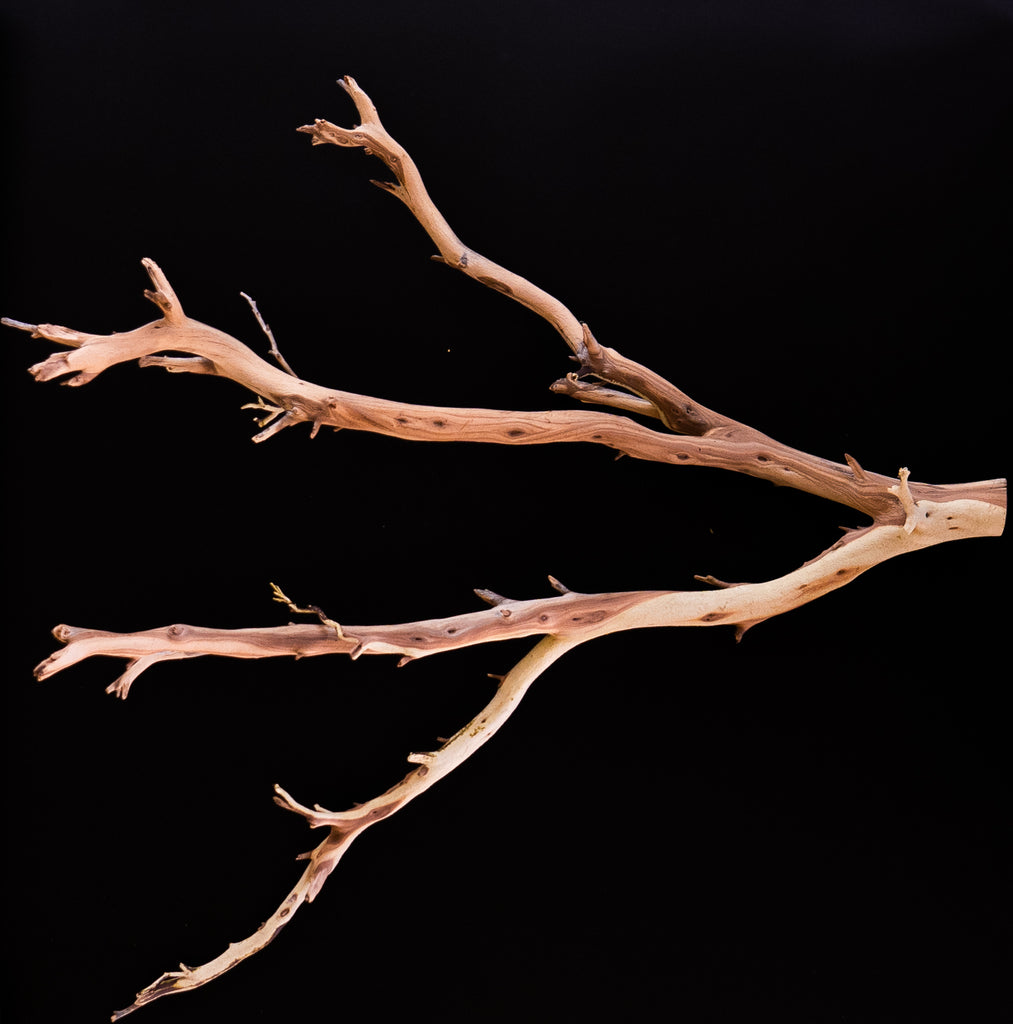 Ghost Wood Small Branch