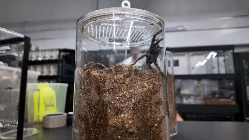 Fossorial Tube 6”

$64.99