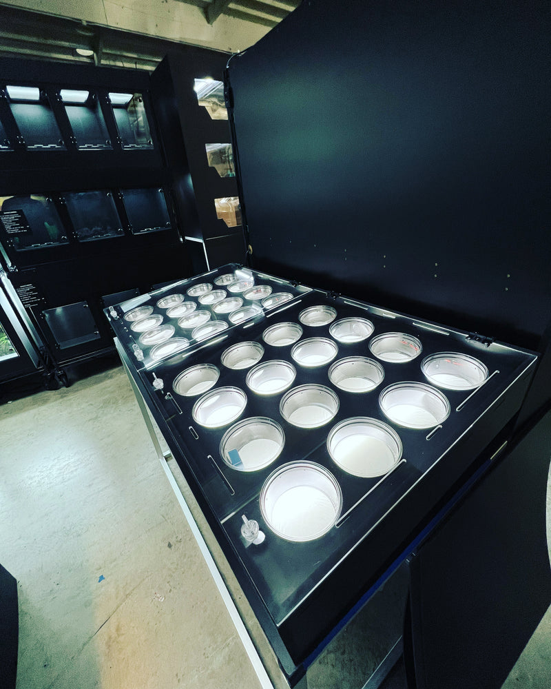 Deli Cup Display – Tamura-designs