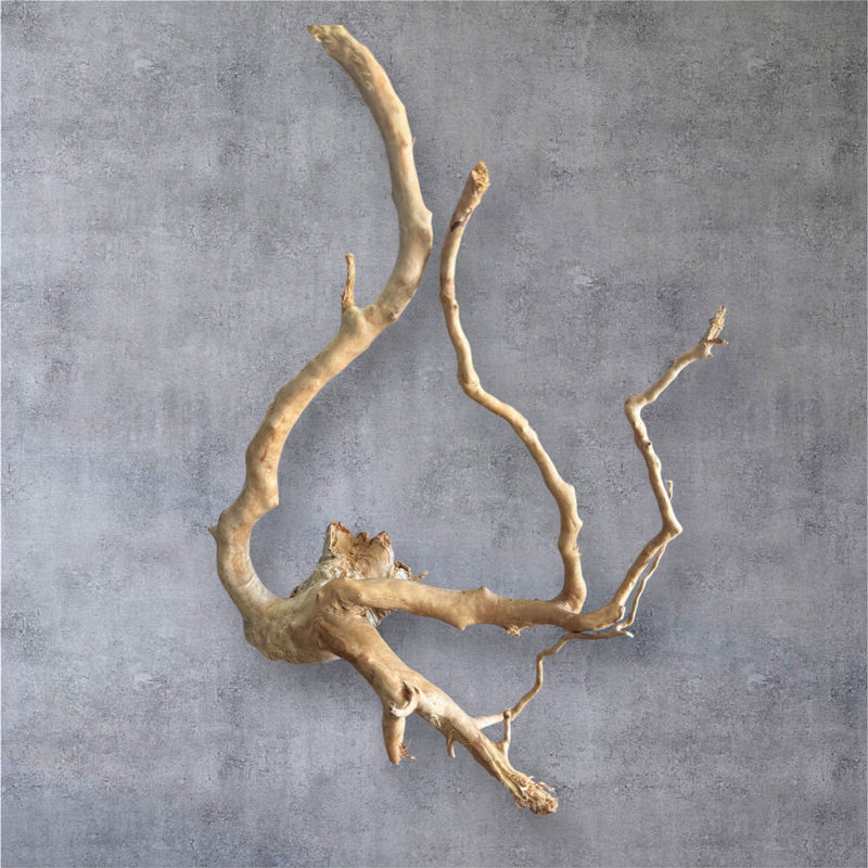 Spider Wood Root