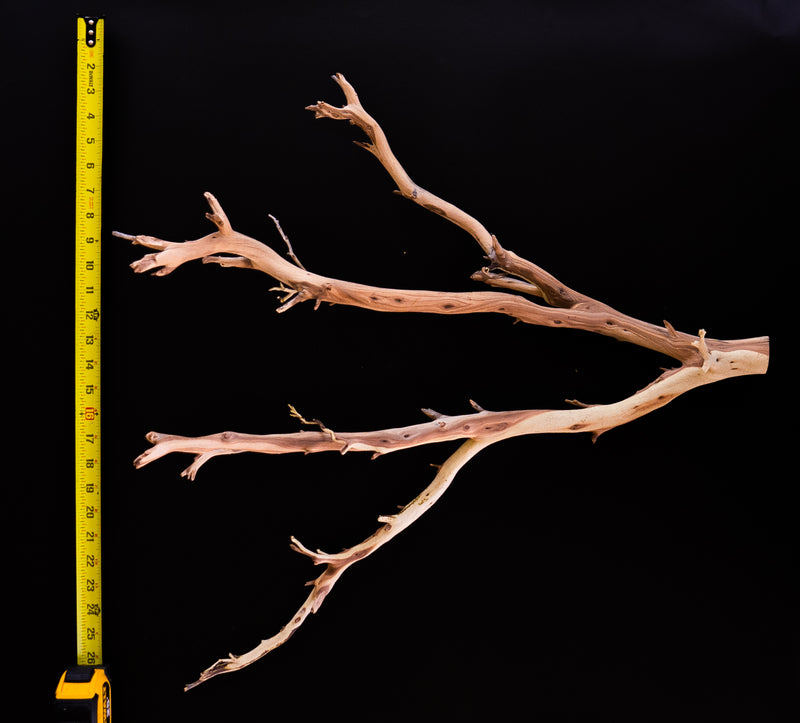 Ghost Wood Small Branch