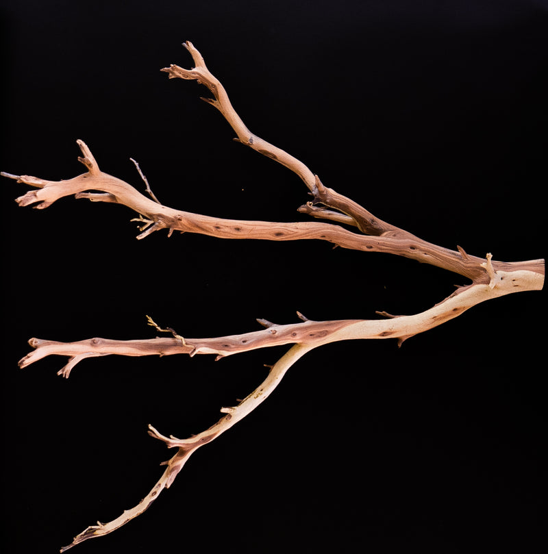 Ghost Wood Small Branch