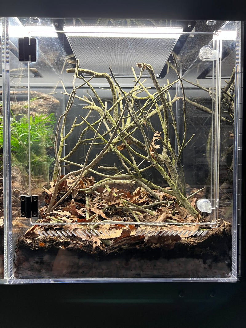 ACRYLIC SHOW TANK  15" W X 18"TALL X 17" DEEP  PRE ORDER 4 week