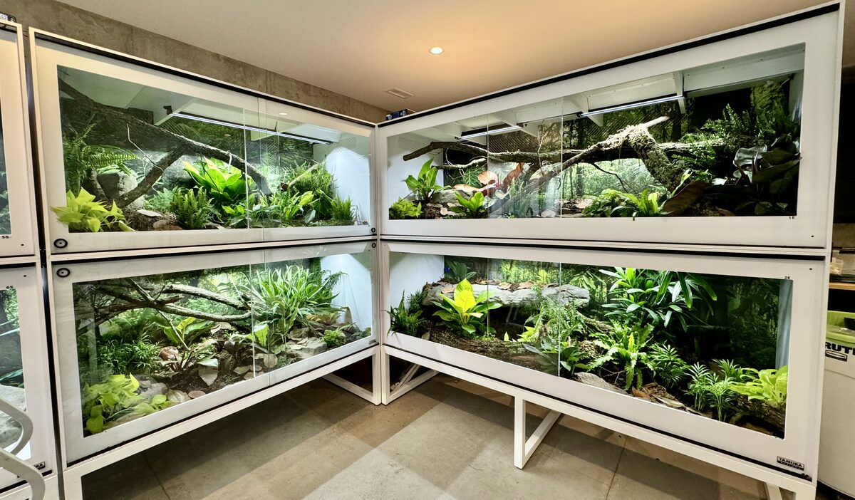 Bright planted reptile enclosures ready for creator content