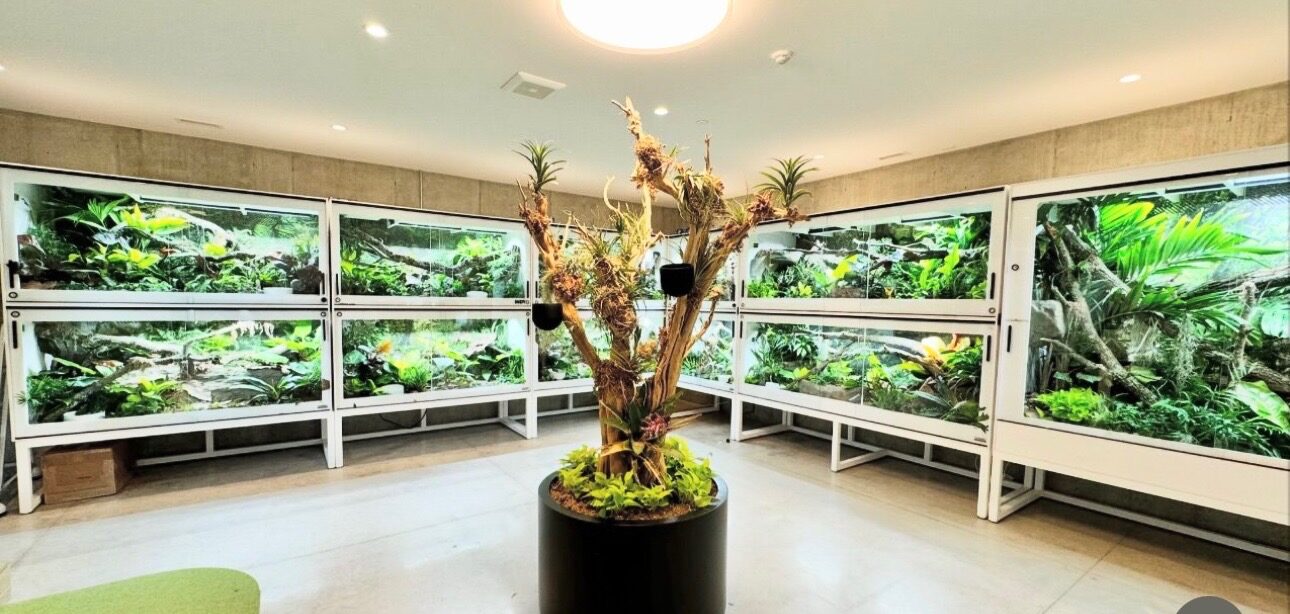 Premium reptile enclosure room with planted Tamura Designs setups