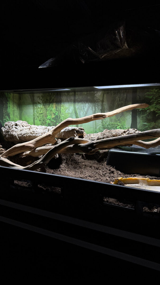 Rugged enclosure branch detail inside a dark reptile setup